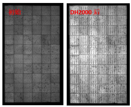 圖13 組件采用VA33含量EVA封裝后，DH2000前后的EL圖